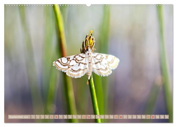 Produktbild: Schweden im Sommer (Wandkalender 2026 DIN A2 quer), CALVENDO Monatskalender