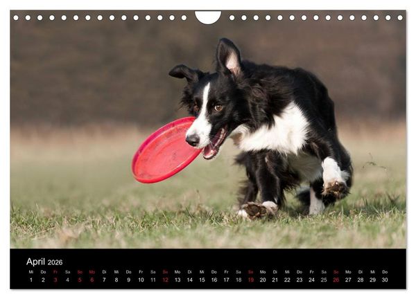 Produktbild: Border Collies (Wandkalender 2026 DIN A4 quer), CALVENDO Monatskalender