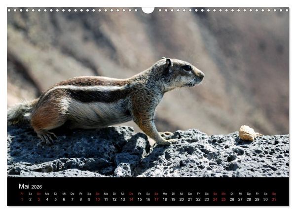 Produktbild: Fuerteventura (Wandkalender 2026 DIN A3 quer), CALVENDO Monatskalender