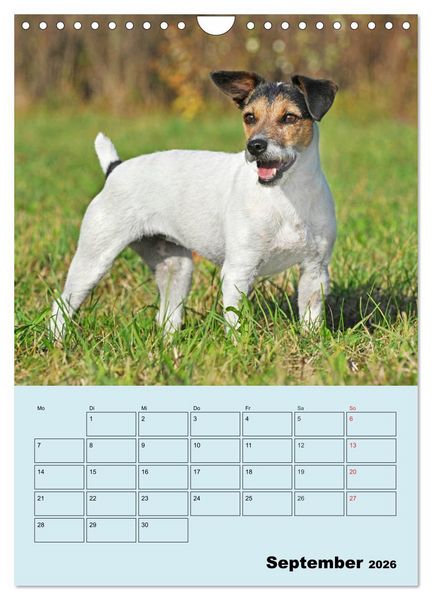 Produktbild: Familienplaner Jack und Parson Russell Terrier (Wandkalender 2026 DIN A4 hoch), CALVENDO Monatskalender