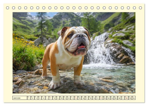 Produktbild: Bulldogs on Tour. Urlaubsreif und schnaufend zum Gipfelgl&uuml;ck (Tischkalender 2026 DIN A5 quer), CALVENDO Monatskalender