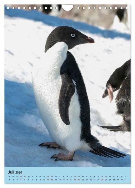 Produktbild: Antarktis - Das Gebiet der Pinguine (Wandkalender 2026 DIN A4 hoch), CALVENDO Monatskalender