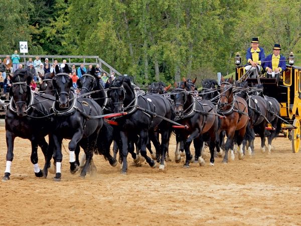 Produktbild: Moritzburger Hengstparade: 16 Hengste vor der Postkutsche! (Puzzle)