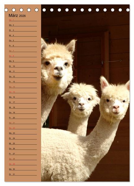 Produktbild: Alpakas zum Knuddeln gerne (Tischkalender 2026 DIN A5 hoch), CALVENDO Monatskalender