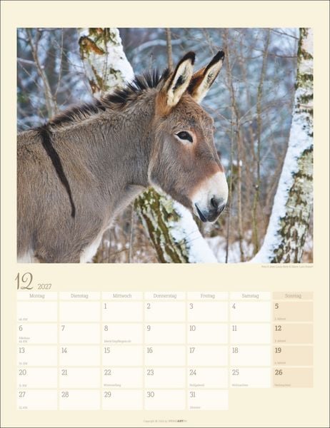 Produktbild: Esel Kalender 2027