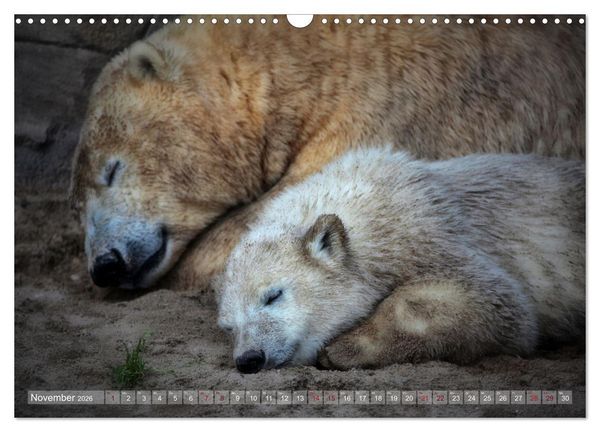 Produktbild: Tierisch BEWEGENDE Momente (Wandkalender 2026 DIN A3 quer), CALVENDO Monatskalender