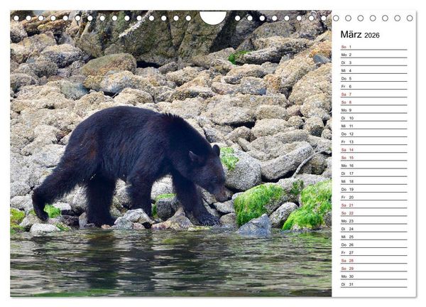 Produktbild: Vancouver Island - Perle im Kanadischen Westen (Wandkalender 2026 DIN A4 quer), CALVENDO Monatskalender
