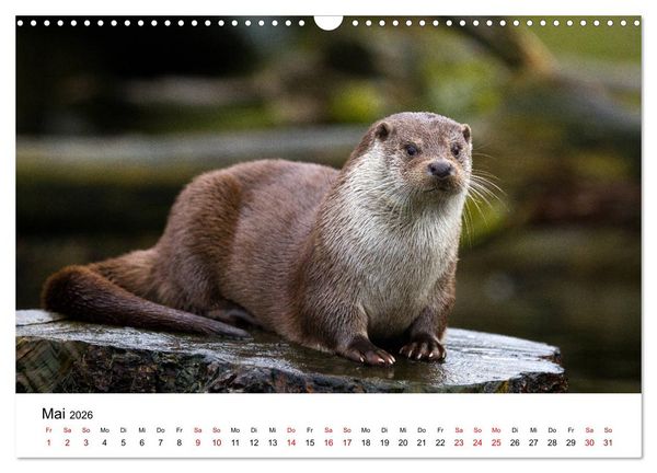 Produktbild: Otter - J&auml;ger an Fl&uuml;ssen und Seen (Wandkalender 2026 DIN A3 quer), CALVENDO Monatskalender