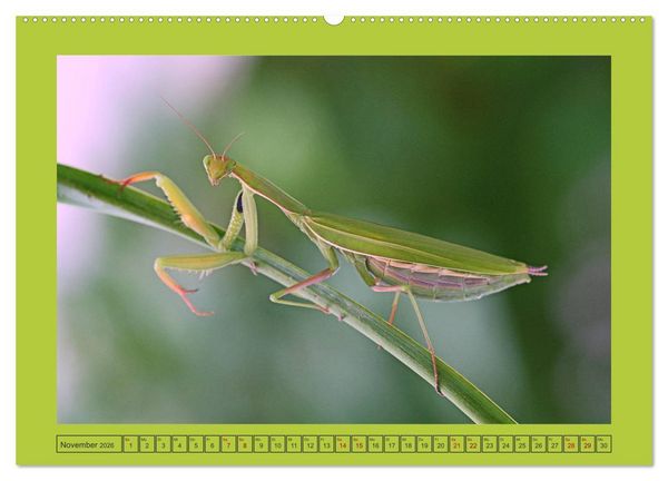 Produktbild: Die Gottesanbeterin Mantis Religiosa (Wandkalender 2026 DIN A2 quer), CALVENDO Monatskalender