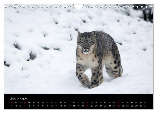Produktbild: Schneeleoparden (Wandkalender 2026 DIN A4 quer), CALVENDO Monatskalender