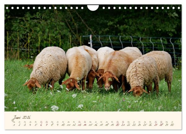 Produktbild: Coburger Fuchsschaf (Wandkalender 2026 DIN A4 quer), CALVENDO Monatskalender