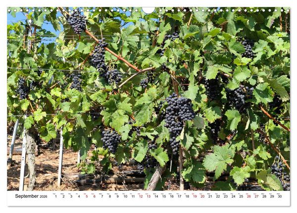 Produktbild: The Moselle valley - Along the Moselle river from Trier to Koblenz (Wall Calendar 2026 DIN A3 landscape), CALVENDO 12 Month Wall Calendar