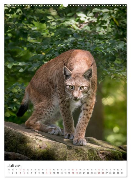 Produktbild: Der eurasische Luchs (hochwertiger Premium Wandkalender 2026 DIN A2 hoch), Kunstdruck in Hochglanz