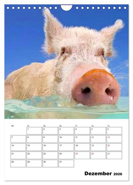 Produktbild: Schweine auf den Bahamas! (Wandkalender 2026 DIN A4 hoch), CALVENDO Monatskalender