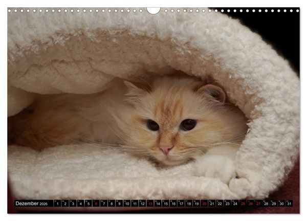 Produktbild: Heilige Birma Katzenkalender (Wandkalender 2026 DIN A3 quer), CALVENDO Monatskalender