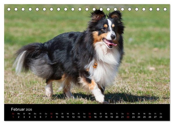 Produktbild: Sheltie 2026 (Tischkalender 2026 DIN A5 quer), CALVENDO Monatskalender