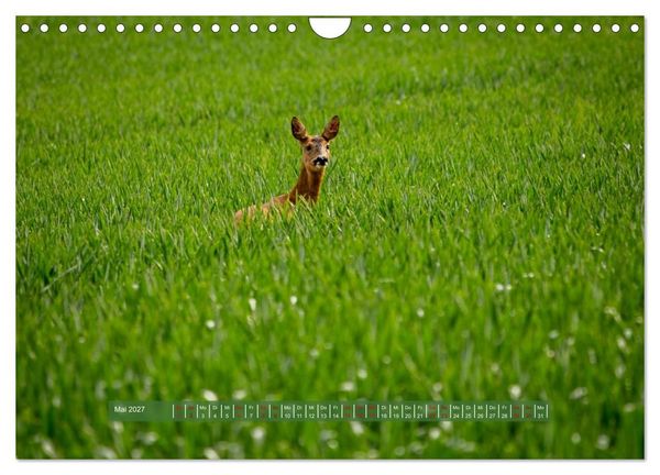 Produktbild: Feldansichten (Wandkalender 2027 DIN A4 quer), CALVENDO Monatskalender