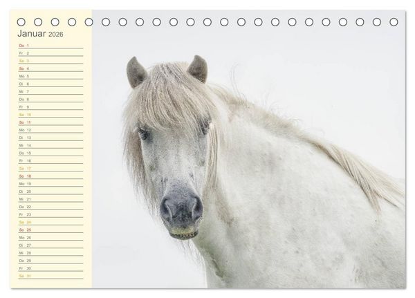Produktbild: Mit Islandpferden durch das Jahr Geburtstagskalender (Tischkalender 2026 DIN A5 quer), CALVENDO Monatskalender