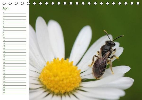 Produktbild: Bienen - Emsige Helfer (Tischkalender immerw&auml;hrend DIN A5 quer)