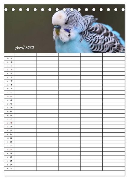 Produktbild: Wellensittiche (Tischkalender 2027 DIN A5 hoch), CALVENDO Monatskalender