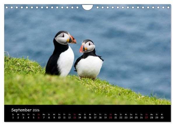 Produktbild: Die Papageientaucher von Mykines (Wandkalender 2026 DIN A4 quer), CALVENDO Monatskalender