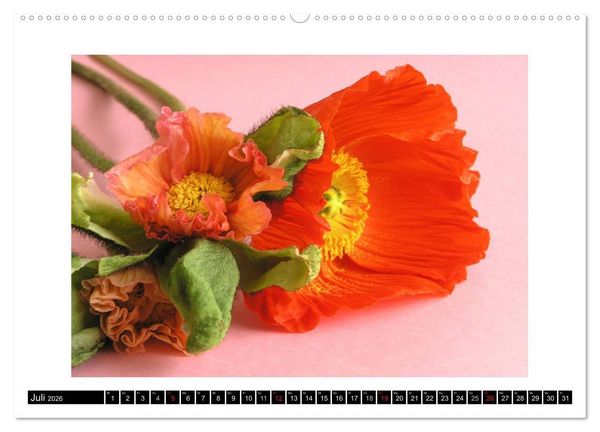 Produktbild: Mohn im Portr&auml;t (hochwertiger Premium Wandkalender 2026 DIN A2 quer), Kunstdruck in Hochglanz