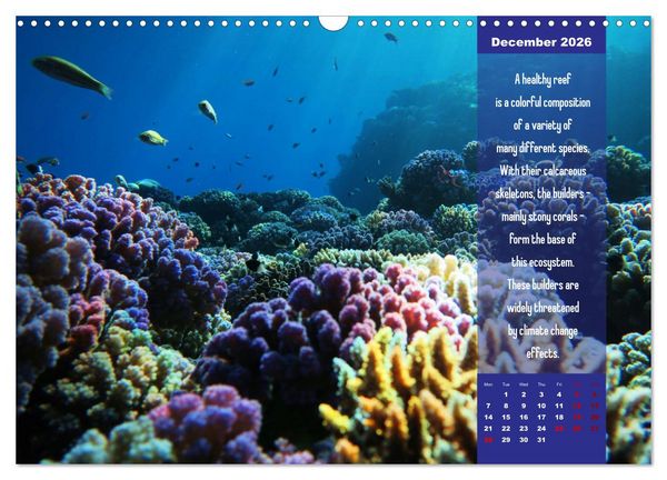 Produktbild: Diving into the Red Sea (Wall Calendar 2026 DIN A3 landscape), CALVENDO 12 Month Wall Calendar