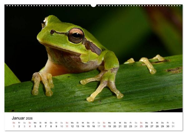Produktbild: Heimische Tierwelt (Wandkalender 2026 DIN A2 quer), CALVENDO Monatskalender