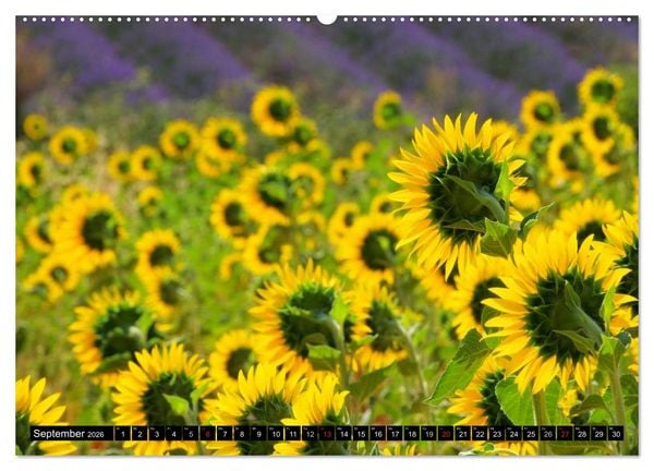 Produktbild: Provence (Wandkalender 2026 DIN A2 quer), CALVENDO Monatskalender