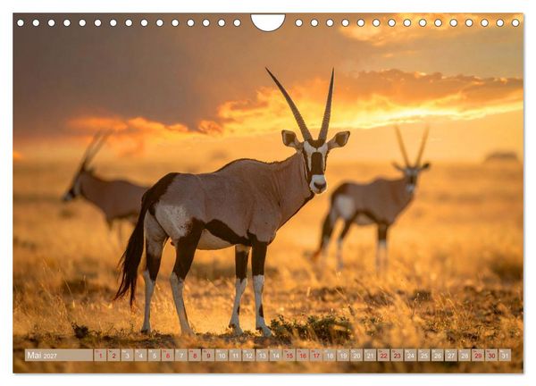 Produktbild: Antilopenzauber (Wandkalender 2027 DIN A4 quer), CALVENDO Monatskalender