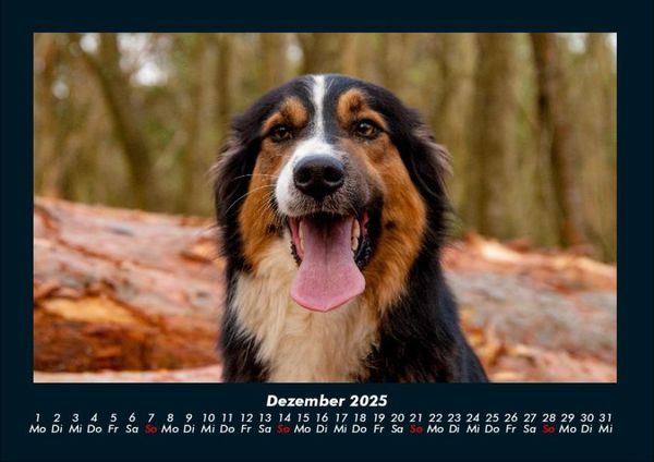 Produktbild: Hundezauber 2025 Fotokalender DIN A4