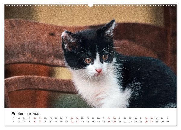 Produktbild: Katzenbabys (Wandkalender 2026 DIN A2 quer), CALVENDO Monatskalender