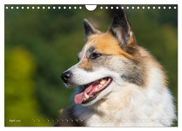 Produktbild: Islandhunde im Portrait (Wandkalender 2026 DIN A4 quer), CALVENDO Monatskalender