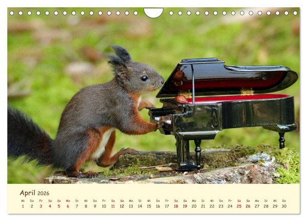 Produktbild: Eichh&ouml;rnchen - zauberhaft verspielt (Wandkalender 2026 DIN A4 quer), CALVENDO Monatskalender