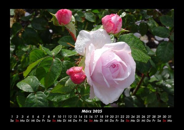 Produktbild: Rosentraum 2025 Fotokalender DIN A3