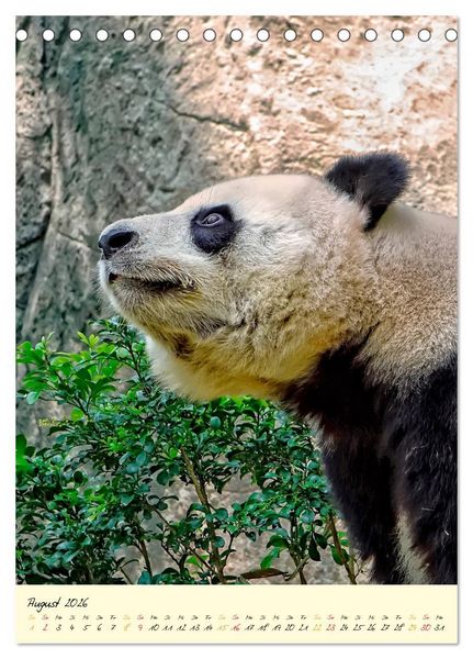 Produktbild: Riesenpanda (Tischkalender 2026 DIN A5 hoch), CALVENDO Monatskalender