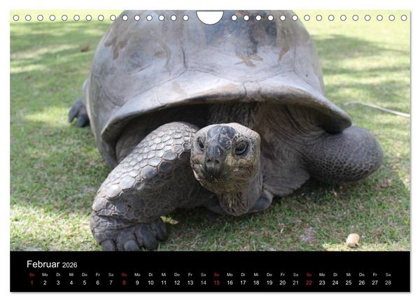 Produktbild: Seychellen (Wandkalender 2026 DIN A4 quer), CALVENDO Monatskalender