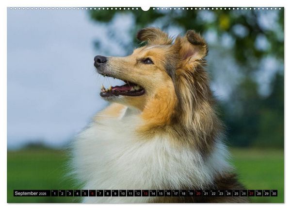 Produktbild: Traumhund Sheltie (hochwertiger Premium Wandkalender 2026 DIN A2 quer), Kunstdruck in Hochglanz