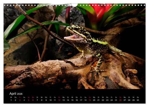 Produktbild: REPTILIEN IM TERRARIUM (Wandkalender 2026 DIN A3 quer), CALVENDO Monatskalender