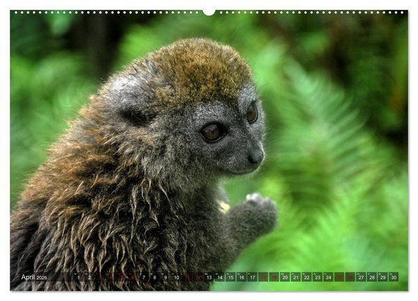 Produktbild: Planet der seltenen Affen (hochwertiger Premium Wandkalender 2026 DIN A2 quer), Kunstdruck in Hochglanz