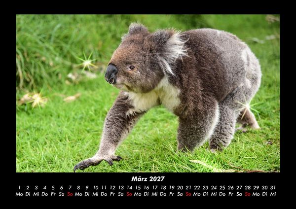 Produktbild: Koala 2027 Fotokalender DIN A3