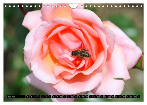 Produktbild: Rosen nat&uuml;rlich sch&ouml;n (Wandkalender 2026 DIN A4 quer), CALVENDO Monatskalender