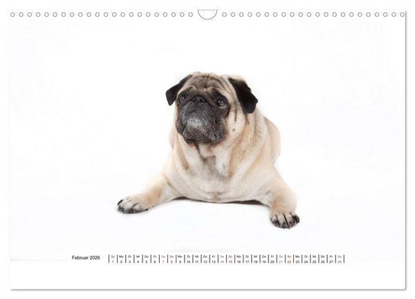 Produktbild: Mops - unwiderstehlich und charmant (Wandkalender 2026 DIN A3 quer), CALVENDO Monatskalender