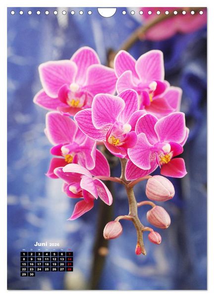 Produktbild: Kleine Orchideensch&auml;tze (Wandkalender 2026 DIN A4 hoch), CALVENDO Monatskalender