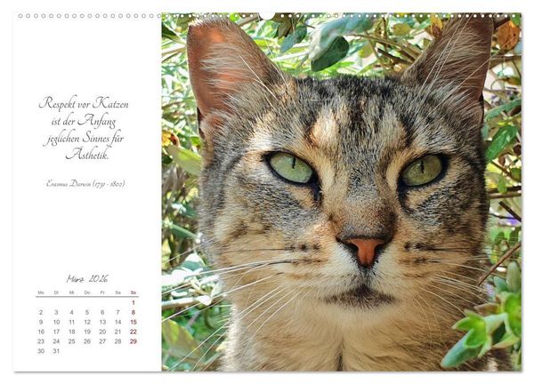Produktbild: Catlovers - Ein Jahr voller Samtpfoten und charmanten Weisheiten (Wandkalender 2026 DIN A2 quer), CALVENDO Monatskalender