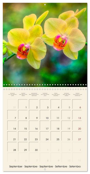 Produktbild: Butterfly orchids in high fidelity (Wall Calendar 2026 12 &times; 12 Inch) CALVENDO 12 Month Wall Calendar