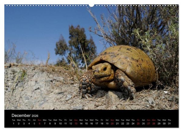 Produktbild: European Tortoises / UK-Version (High Quality Premium Wall Calendar 2026 DIN A2 landscape),CALVENDO 12 Month Wall Calendar