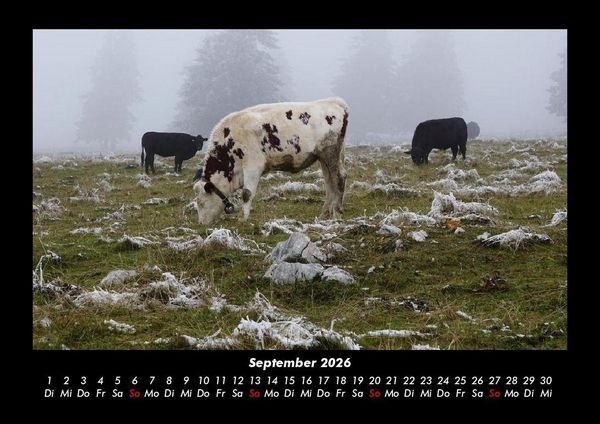 Produktbild: Kuhkalender 2026 Fotokalender DIN A3