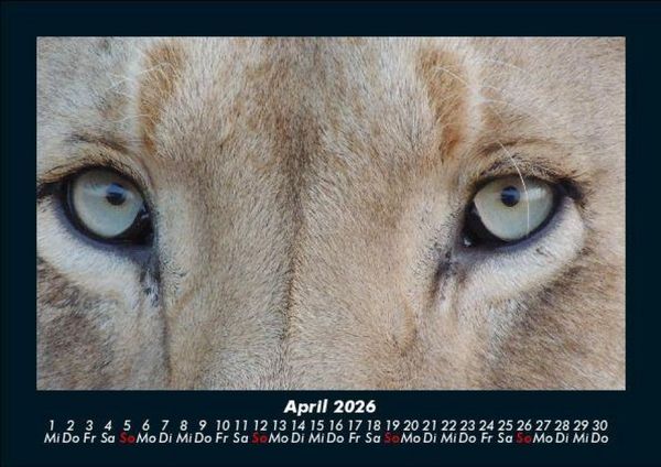 Produktbild: L&ouml;wen in der Wildnis 2026 Fotokalender DIN A5