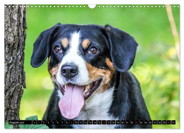 Produktbild: Entlebucher Sennenhund - treue Freunde (Wandkalender 2026 DIN A3 quer), CALVENDO Monatskalender